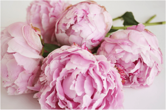 Peonies
