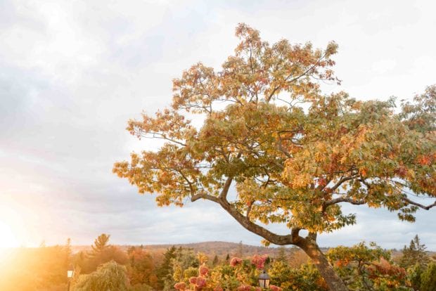 French's Point Tree