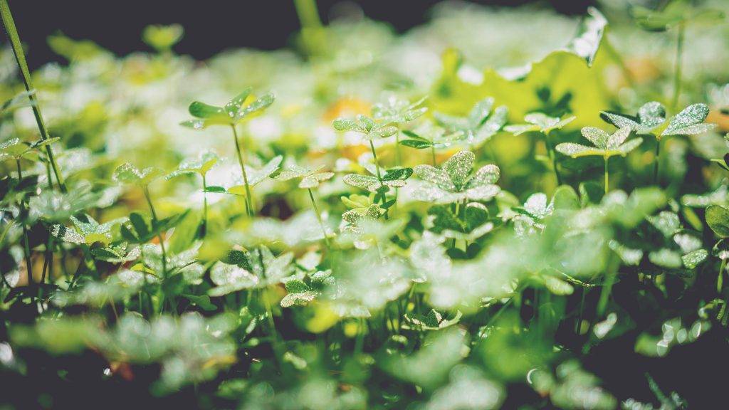 Clover